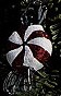2000 Lil' Swirl (Red) *Blown Glass  Hallmark Keepsake Ornament QBG4231